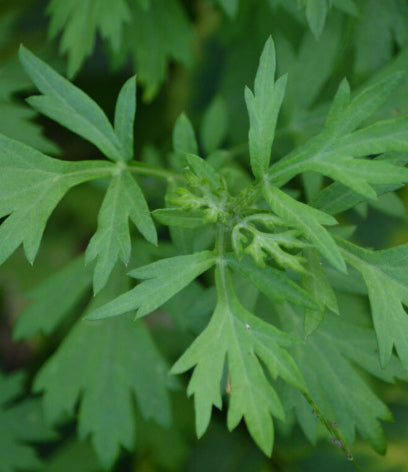 Artemisia Princeps (Mugwort) Leaf Extract
