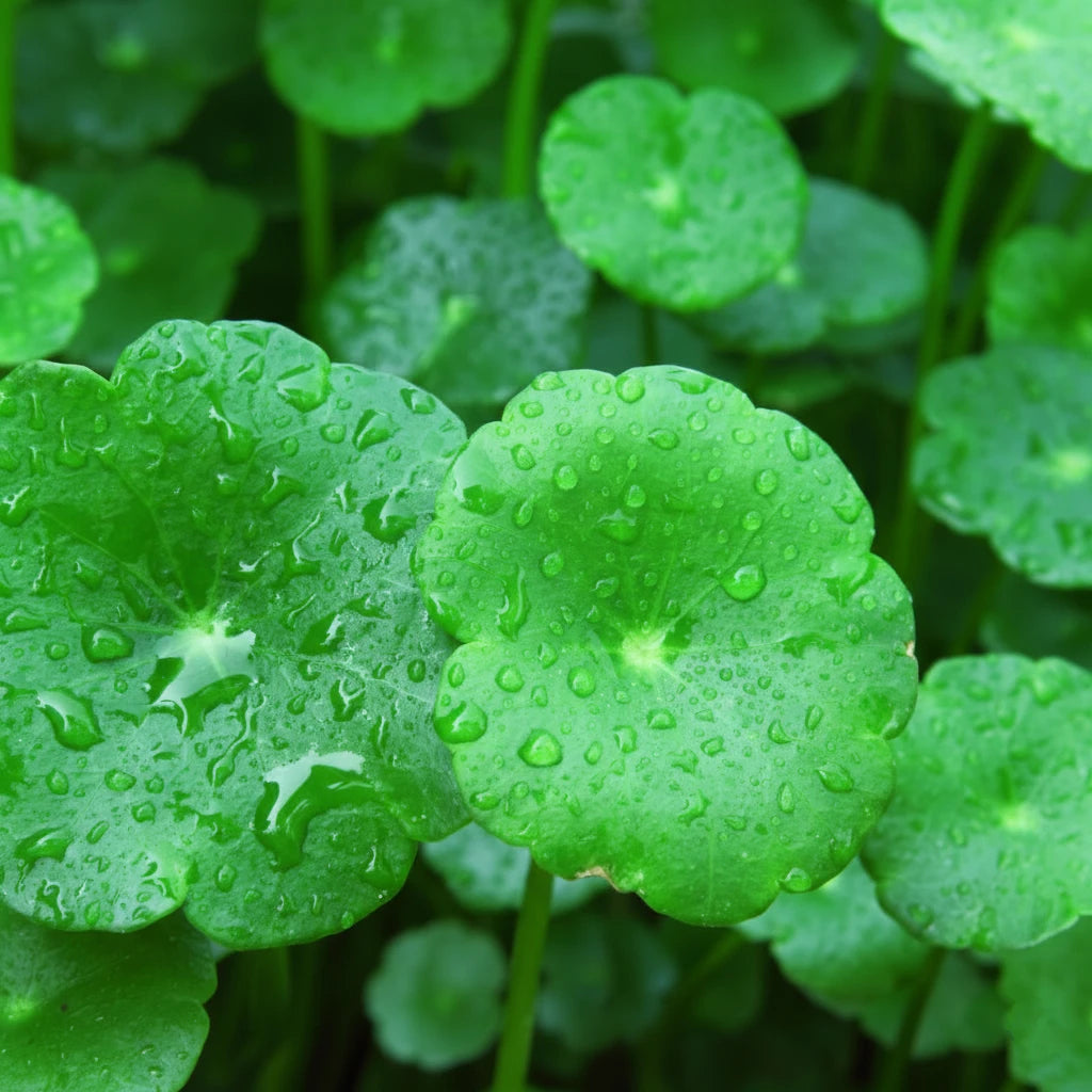 シカ（ツボクサ）