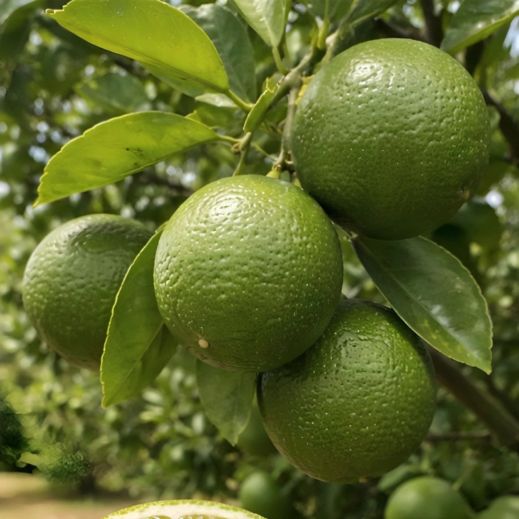 ライムジュース