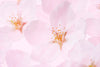 日本語  桜 エキス