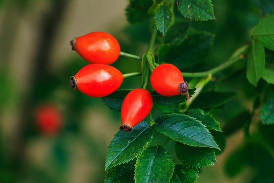 Rose Fruit Extract